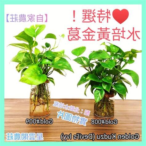 水種植物風水