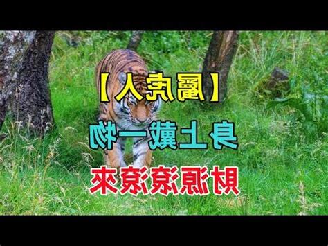 屬虎戴什麼