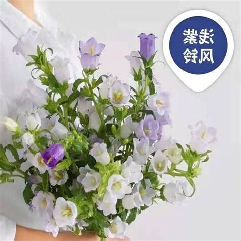 風鈴花花語