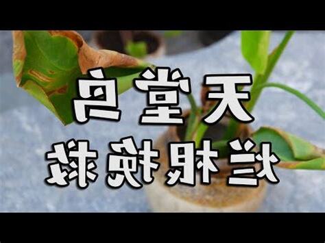 天堂鳥爛根