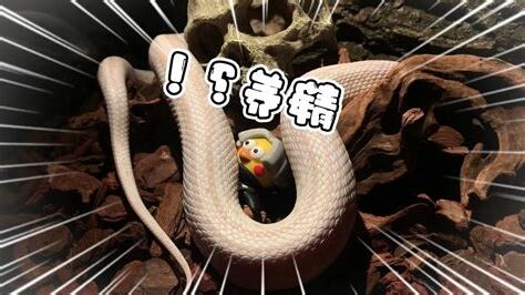 蛇到家裡