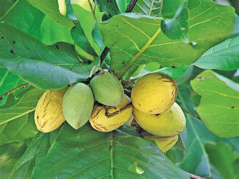欖仁樹果實功效