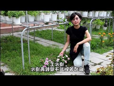 家裡種夜來香好嗎
