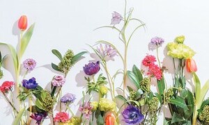 陽台好種的花