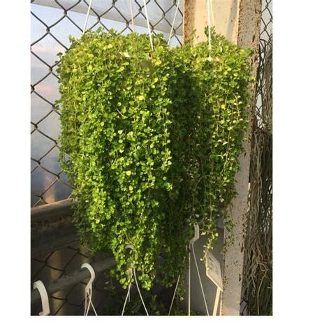 垂墜植物