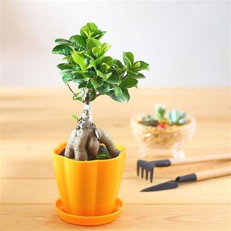 適合種在家裡的植物