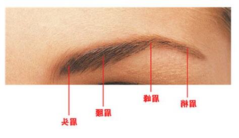 眉梢位置