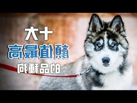 咖啡色狗品種
