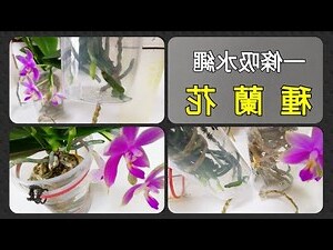 種花的好處