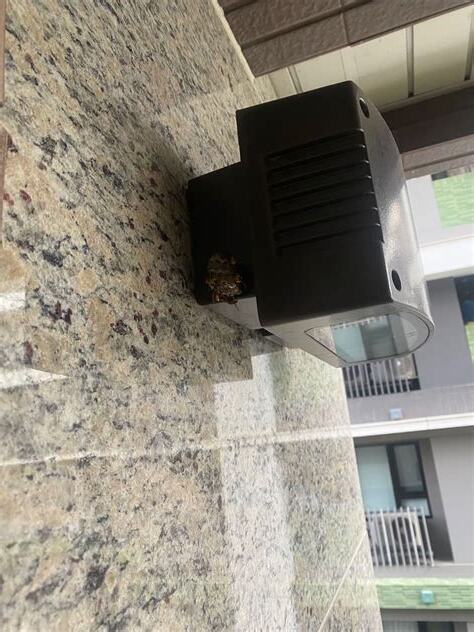 家裡陽台有蜂窩怎麼辦