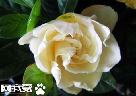 梔花葉放時