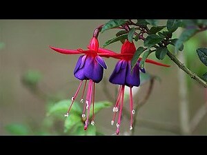 倒掛金鐘花語