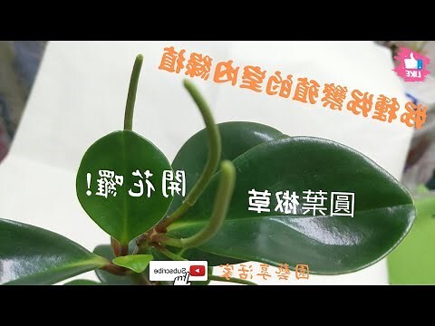 圓葉椒草有毒