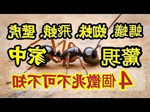 家裡突然出現蜘蛛