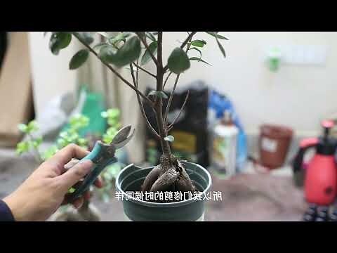 捲葉榕樹修剪