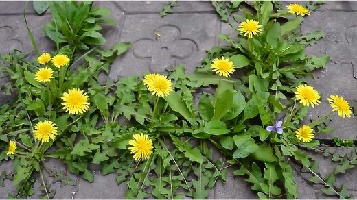 蒲公英草功效