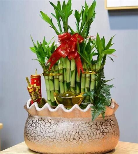 招財花卉