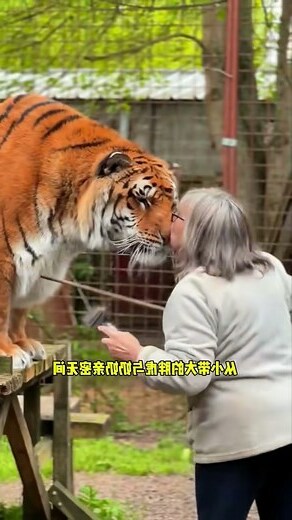 夢見養老虎