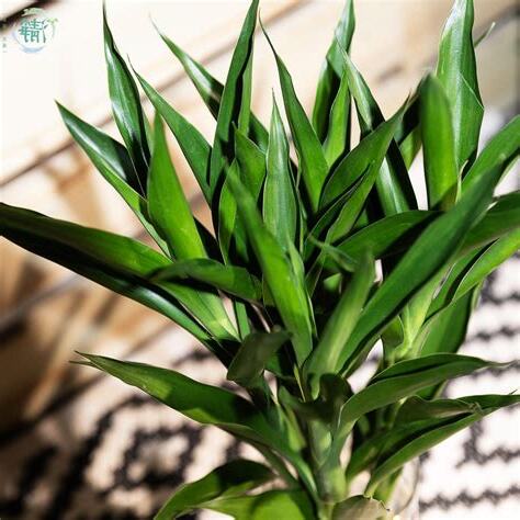 水種植物招財