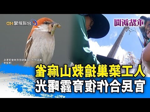 麻雀築巢