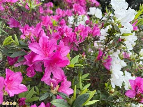 杜鵑花有毒
