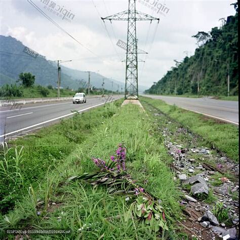 高速公路旁的白花