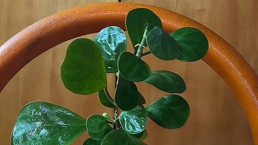 菩提树风水