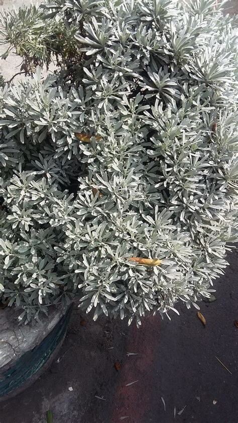 芙蓉菊屬