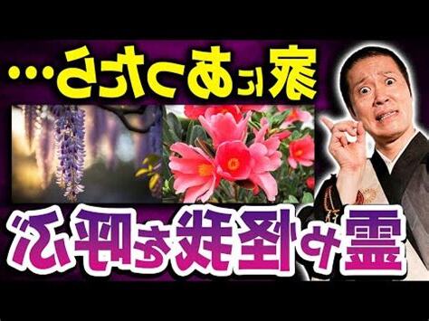 彼岸花風水