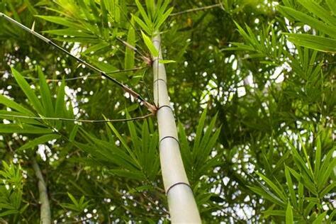 門前種竹子