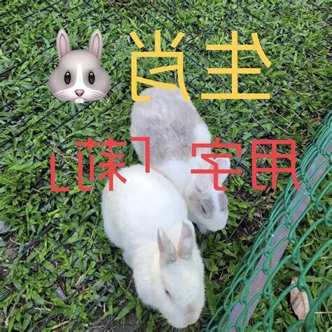 莉姓名學