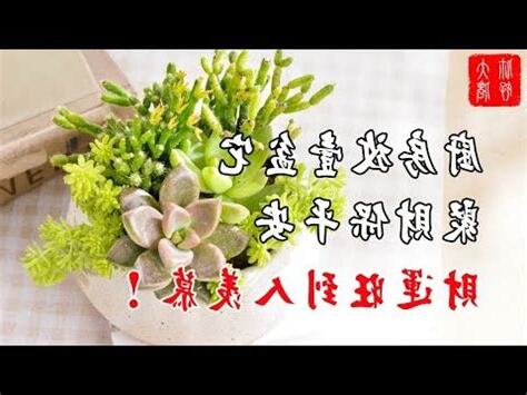 廚房盆栽風水