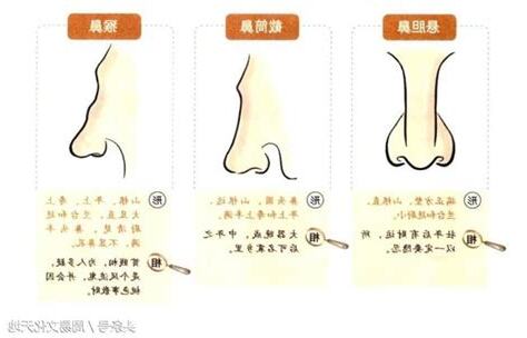 鼻相圖解