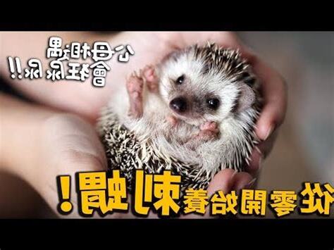 養刺蝟風水