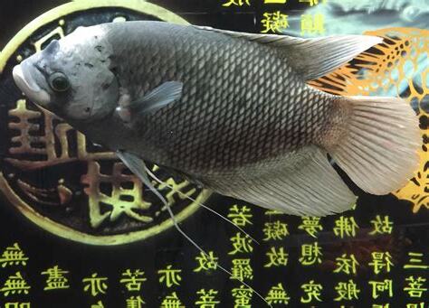 戰船魚吃什麼