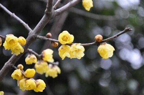 蠟梅花