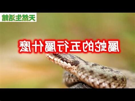 屬蛇五行屬什麼