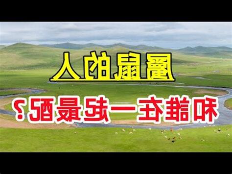 鼠龍配