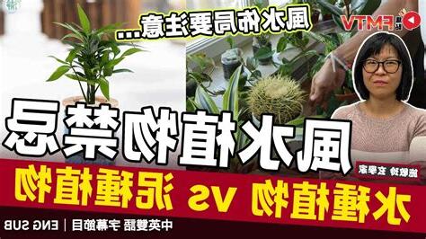 泥種植物風水2023