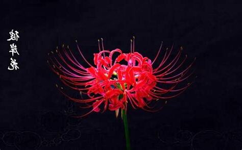 彼岸花寓意