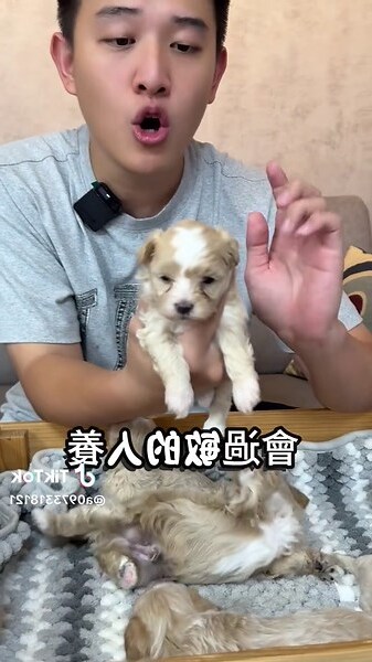寵物家庭