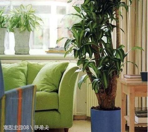 客廳植物