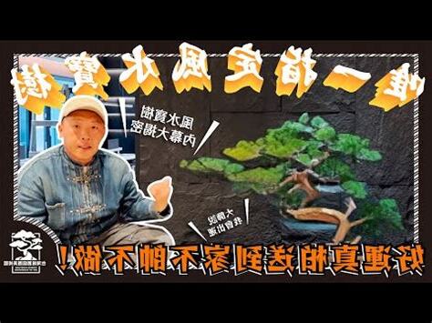 真柏樹風水
