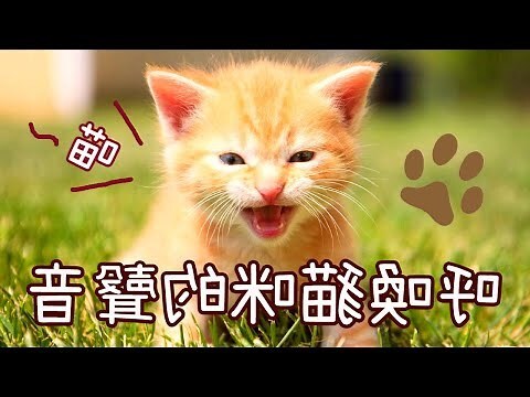 貓叫聲分析
