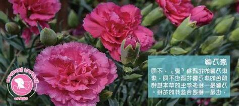 適合樹葬的植物