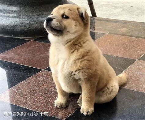 土狗換毛