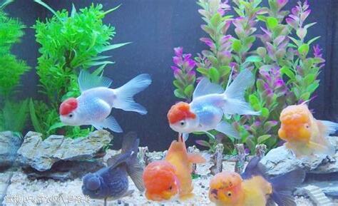養金魚風水