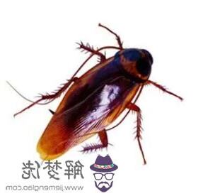 夢見很多蟑螂