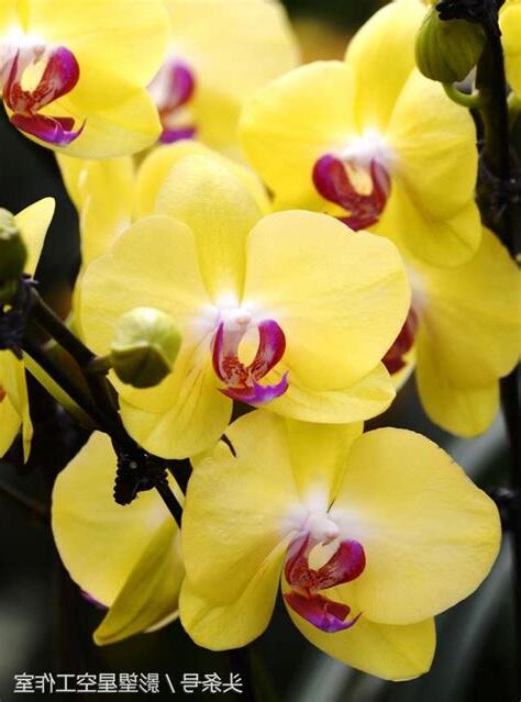 黃色蘭花寓意