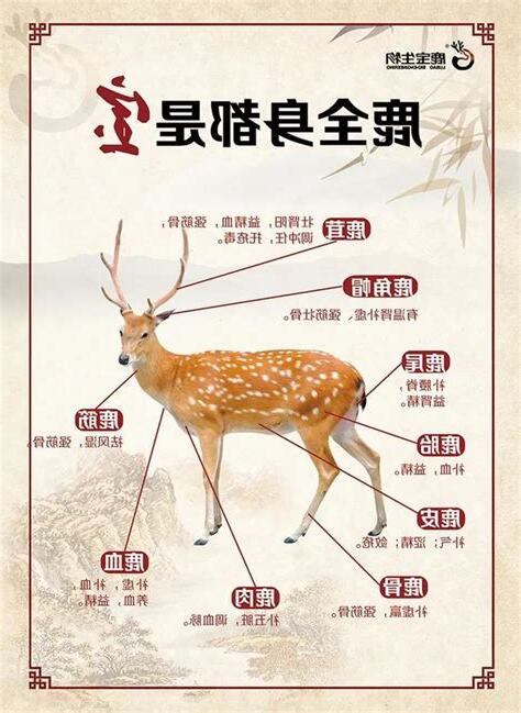 鹿代表什麼